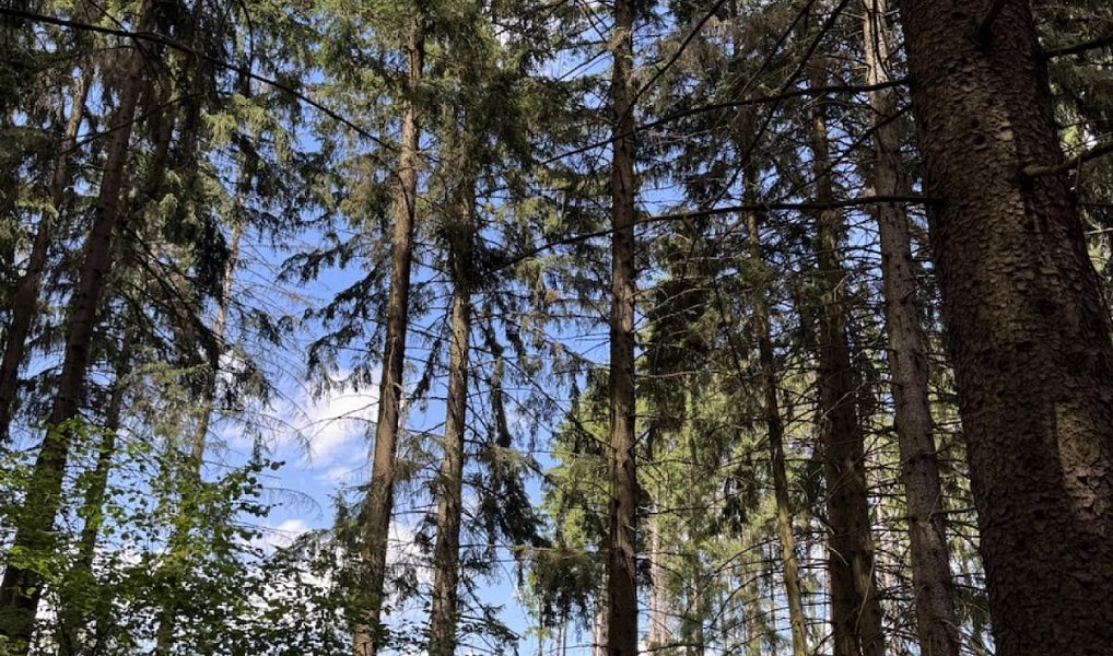 Prodej lesa 1 401 m², Nýřany – náhled fotky 9