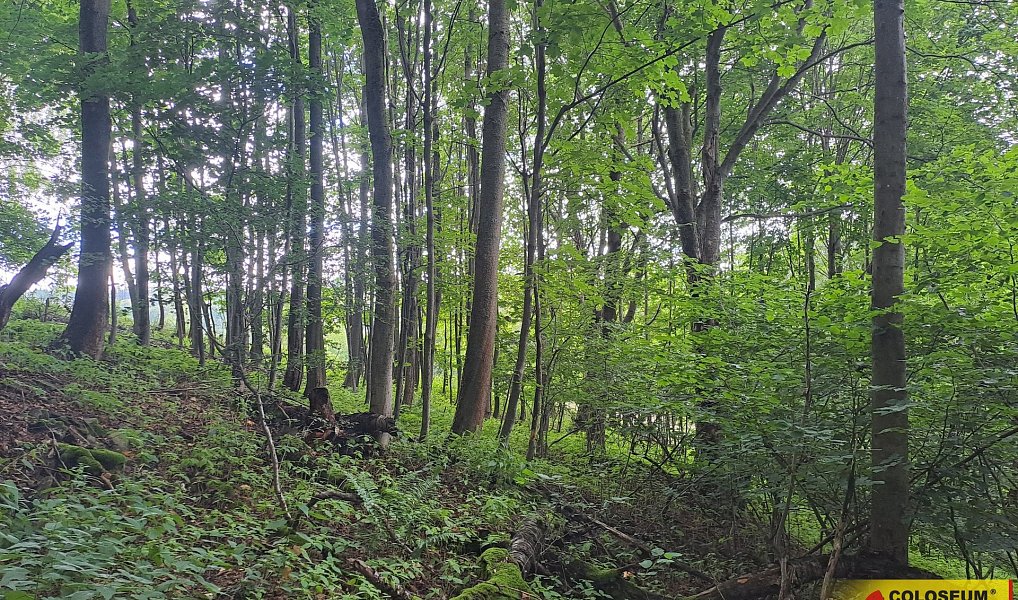 Prodej lesa 20 371 m², Dalečín – náhled fotky 9