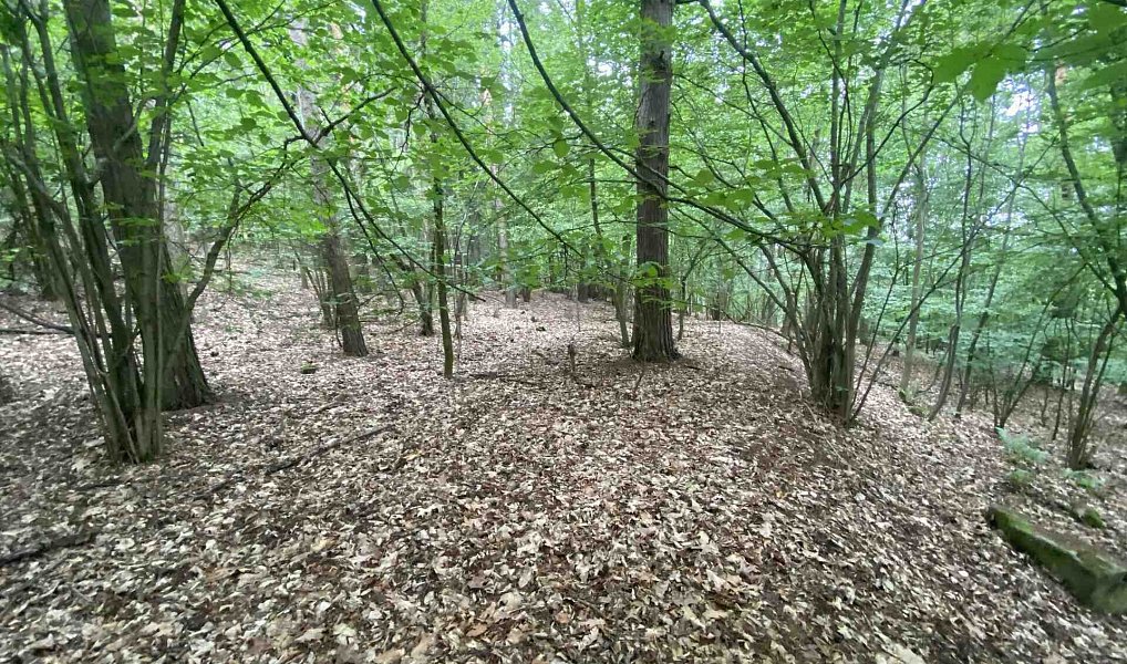 Prodej lesa 3 093 m², Popovice – náhled fotky 3