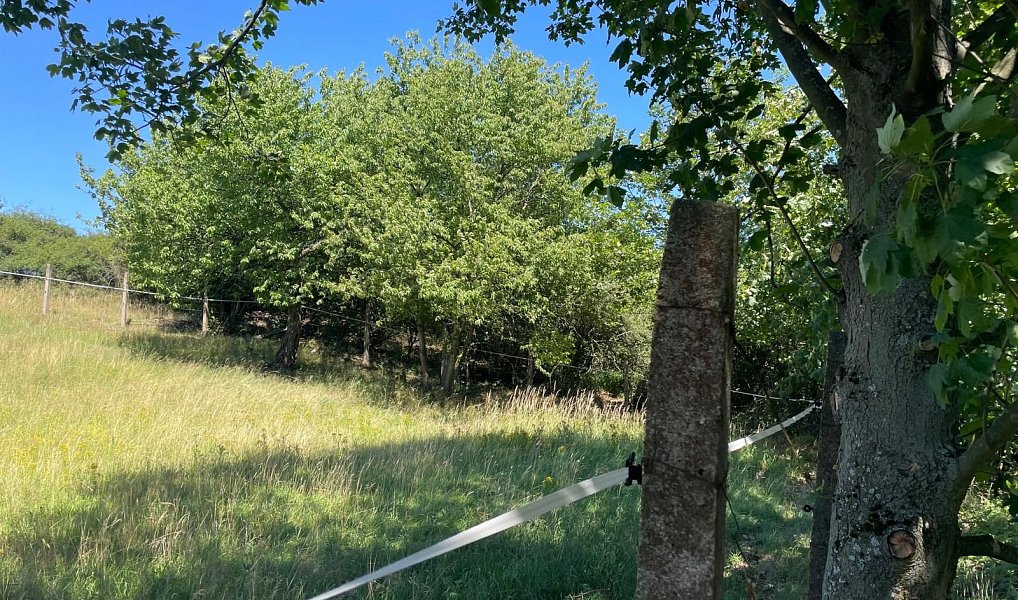 Prodej pozemku 6 229 m², Bojanovice – náhled fotky 8