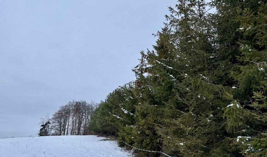 Prodej lesa 15 172 m², Zábřeh – fotka 1 z 8