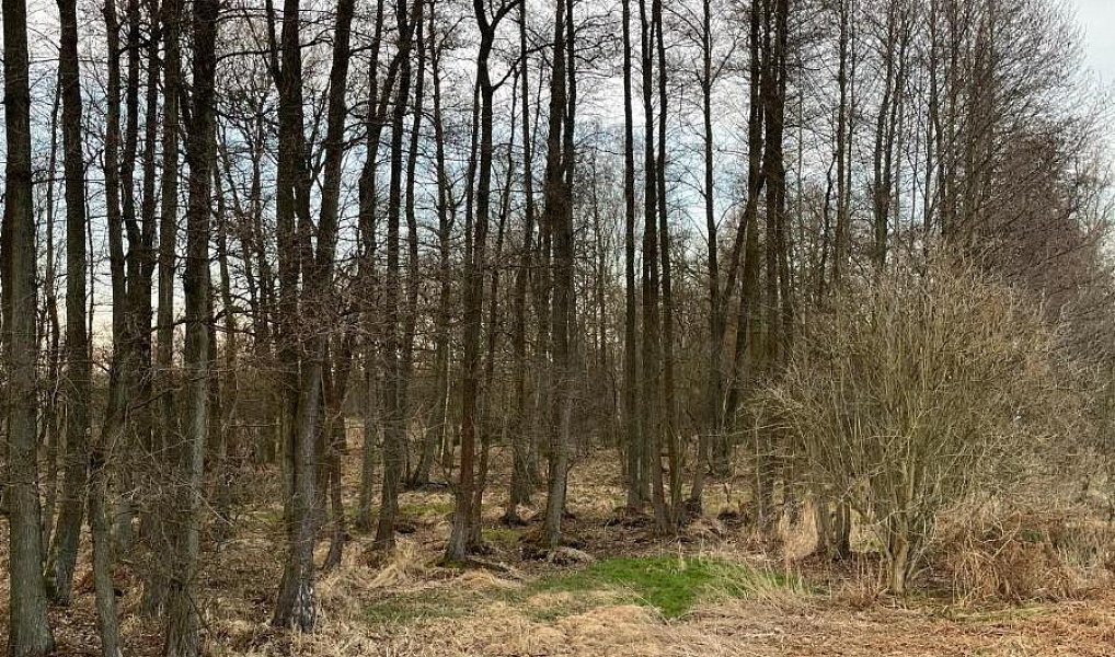 Prodej pozemku 3 460 m², Černá u Bohdanče – náhled fotky 6