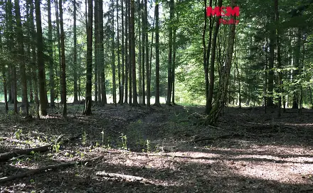 Prodej lesa 7 138 m², Chyňava - Lhotka u Berouna, okres Beroun