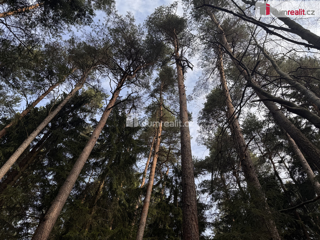 Prodej lesa 4 147 m² – fotografie 3