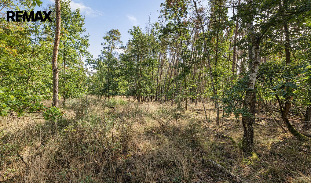 Prodej lesa 38 473 m², Mokrovraty – náhled fotky 2