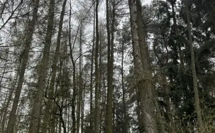 Prodej lesa 7 982 m², Frymburk - Druztová