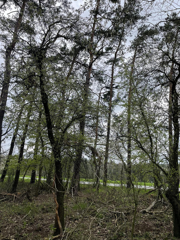 Prodej lesa 3 845 m² - Więcej