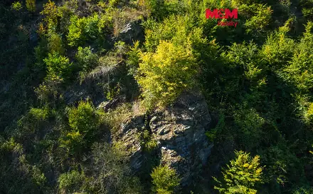 Prodej lesa 7 450 m², Lomnice, okres Brno-venkov