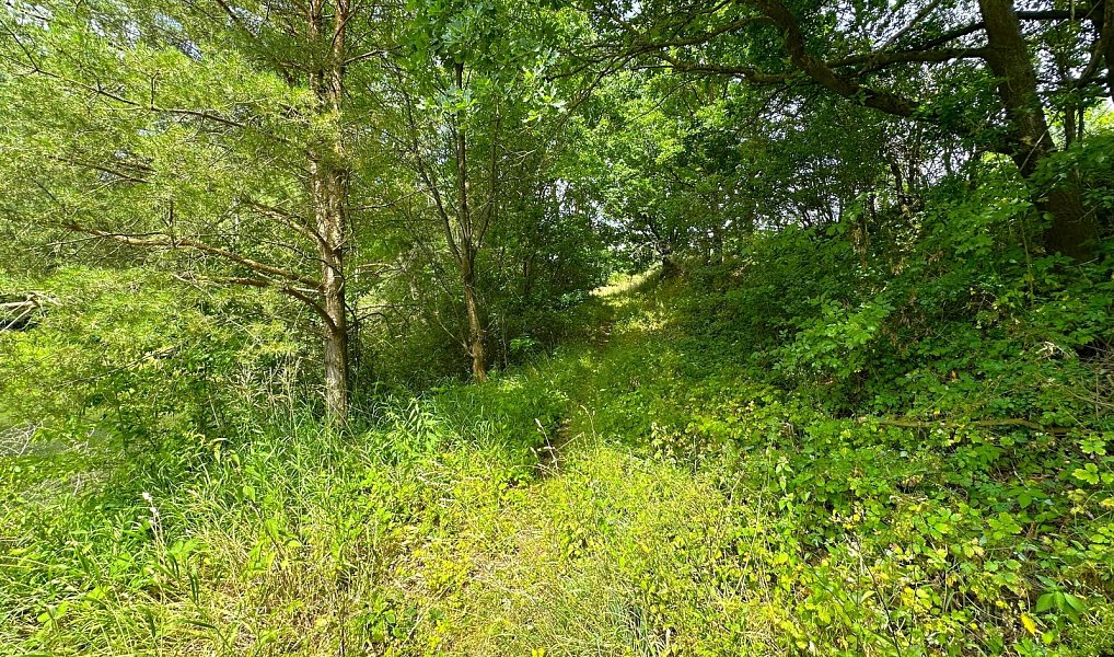 Prodej vodní plochy 25 771 m², Dačice – náhled fotky 16