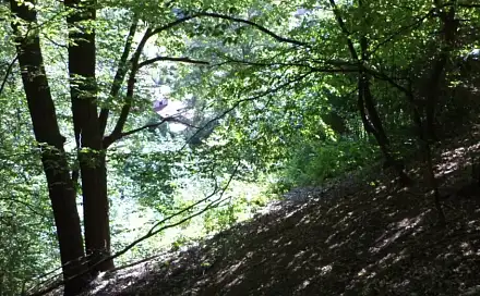 Dražba louky 675 m², Děčín