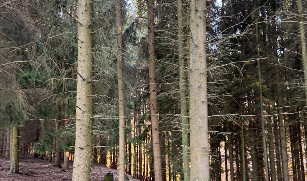 Prodej lesa 4 610 m², Stará Paka – náhled fotky 5