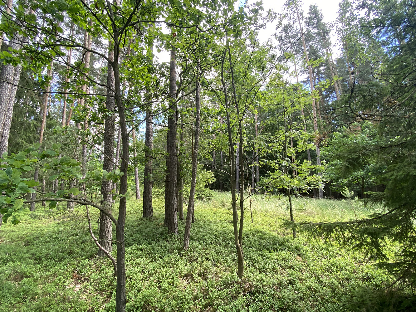 Prodej lesa 1 004 m² — photo 4