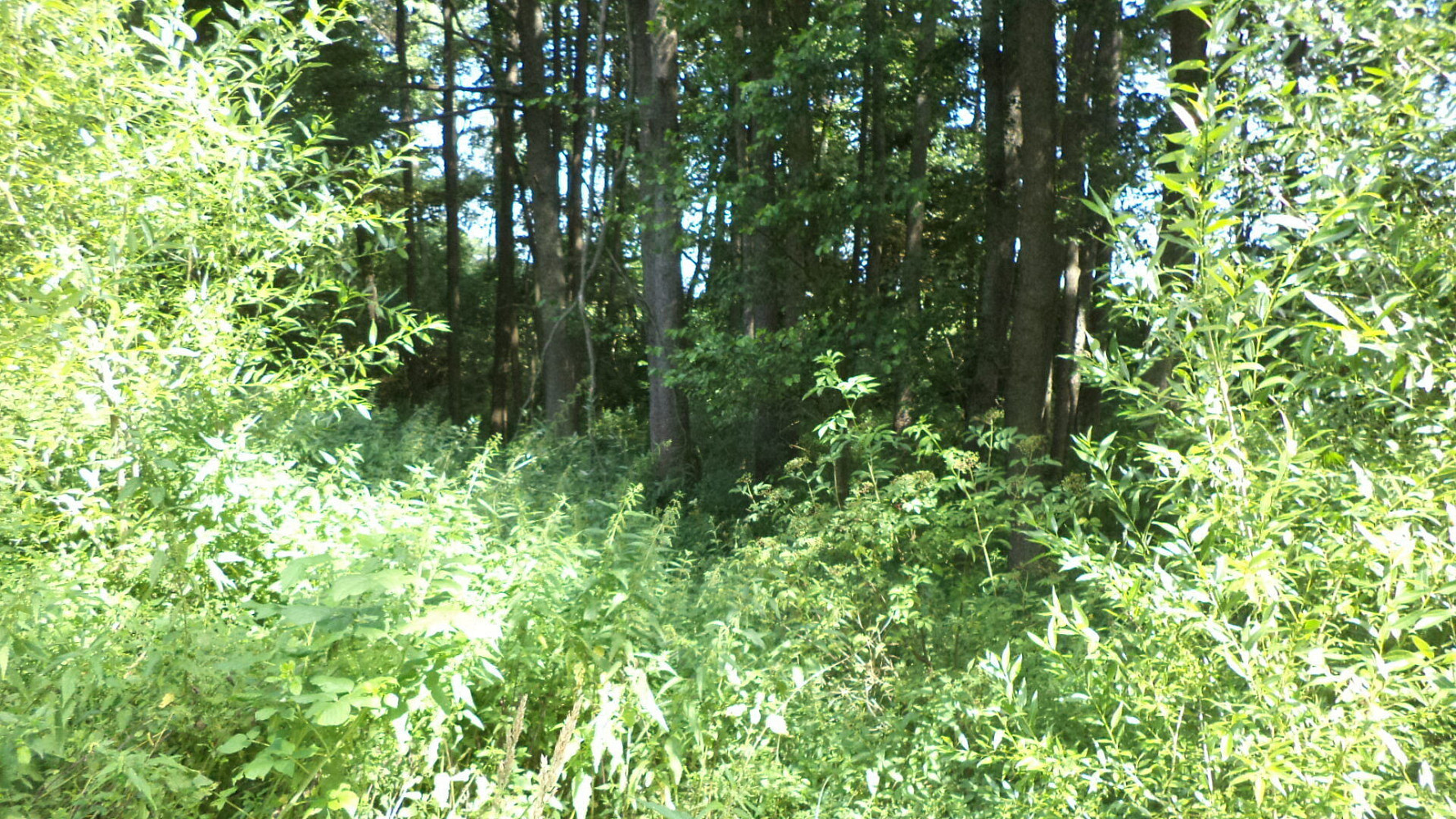 Prodej pozemku 1 046 m² – fotografie 3