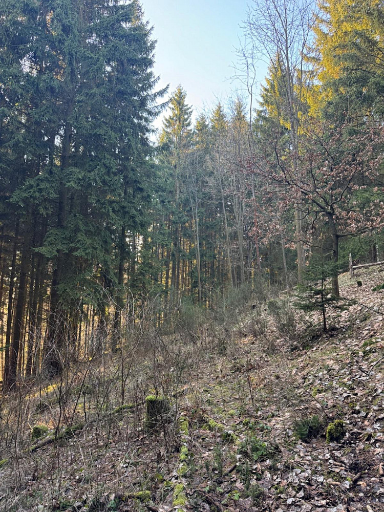 Fotka 6 z 26