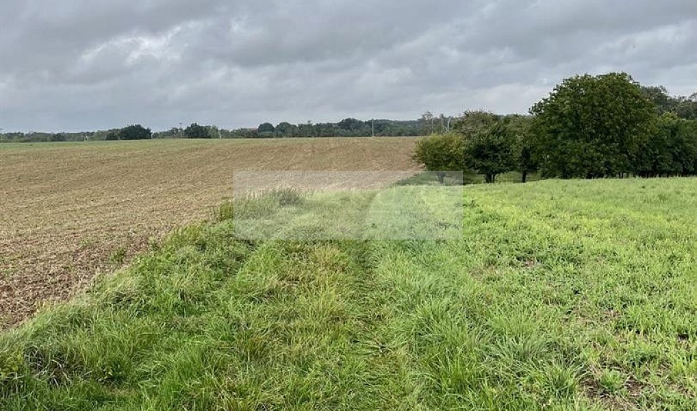 Prodej pozemku 11 900 m², Velké Všelisy – náhled fotky 7