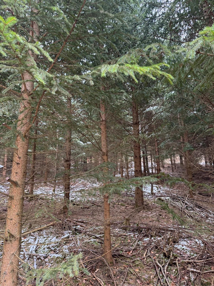 Prodej lesa 18 019 m² — photo 4