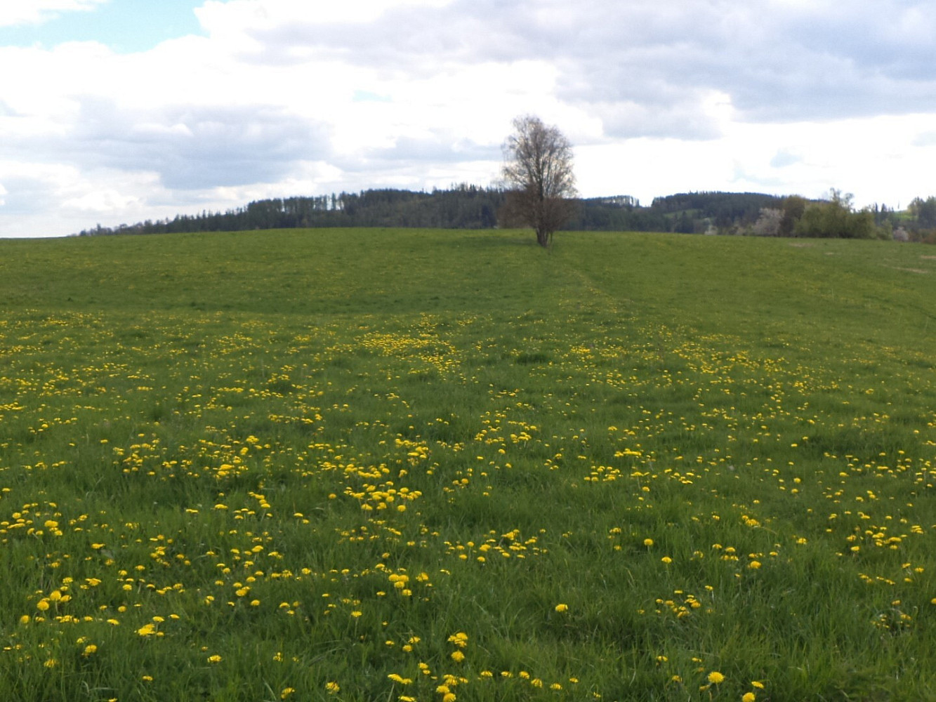 Dražba louky 10 063 m²