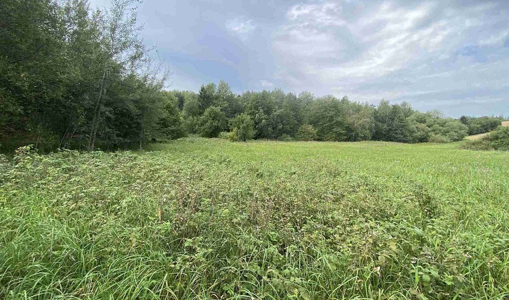 Prodej pozemku 4 446 m², Písečné – náhled fotky 4