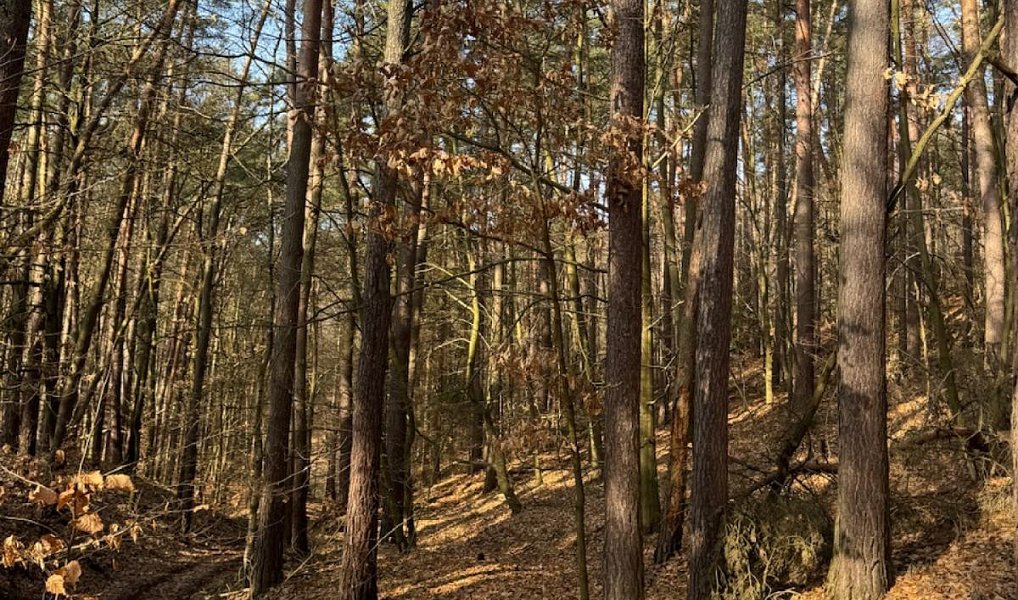 Prodej lesa 26 674 m², Nosálov – náhled fotky 9