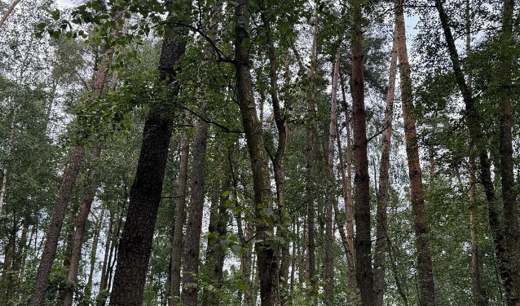 Prodej lesa 2 081 m², Přelouč – náhled fotky 8