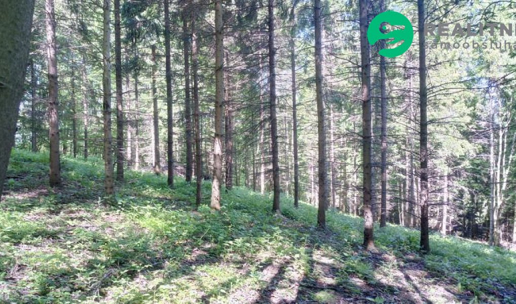 Prodej lesa 15 096 m², Ženklava – náhled fotky 11