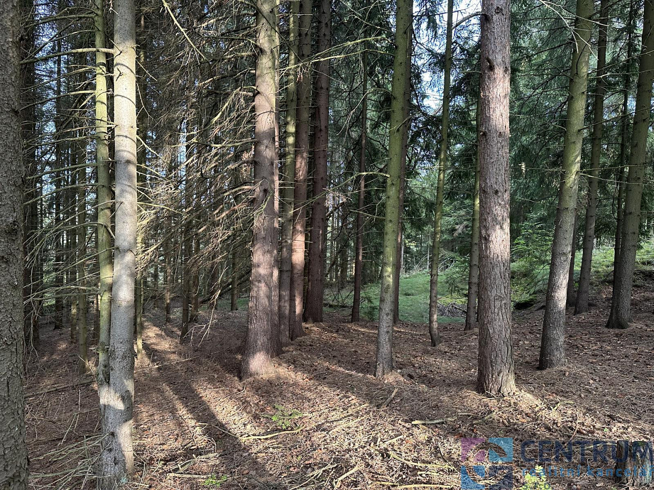 Prodej lesa 15 992 m² – fotografie 2