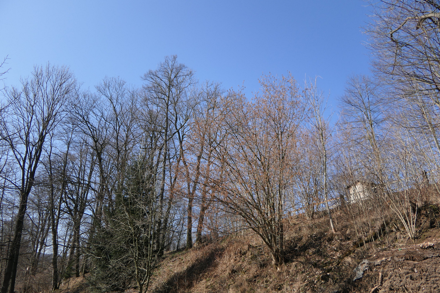 Prodej lesa 656 m² – fotografie 2