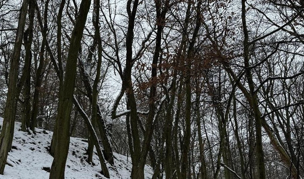 Prodej lesa 2 782 m², Drnovice – náhled fotky 6