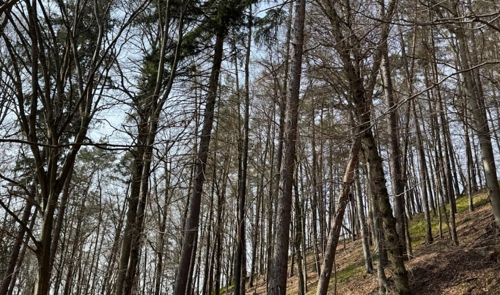 Prodej lesa 36 947 m², Bohutín – náhled fotky 13