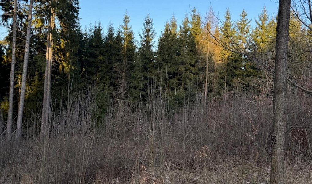 Prodej lesa 4 610 m², Stará Paka – náhled fotky 15