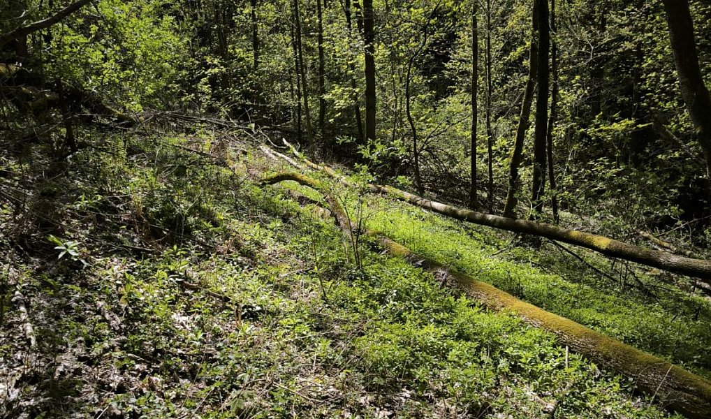 Prodej lesa 12 043 m², Dobřany – náhled fotky 8