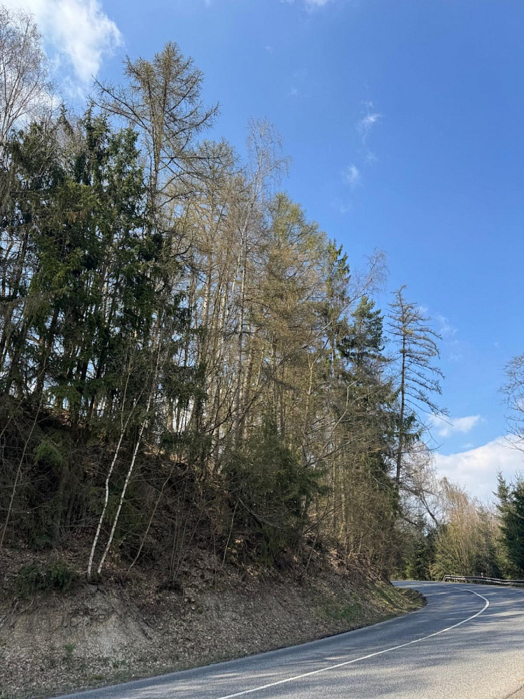 Prodej lesa 11 060 m² – fotografie 5