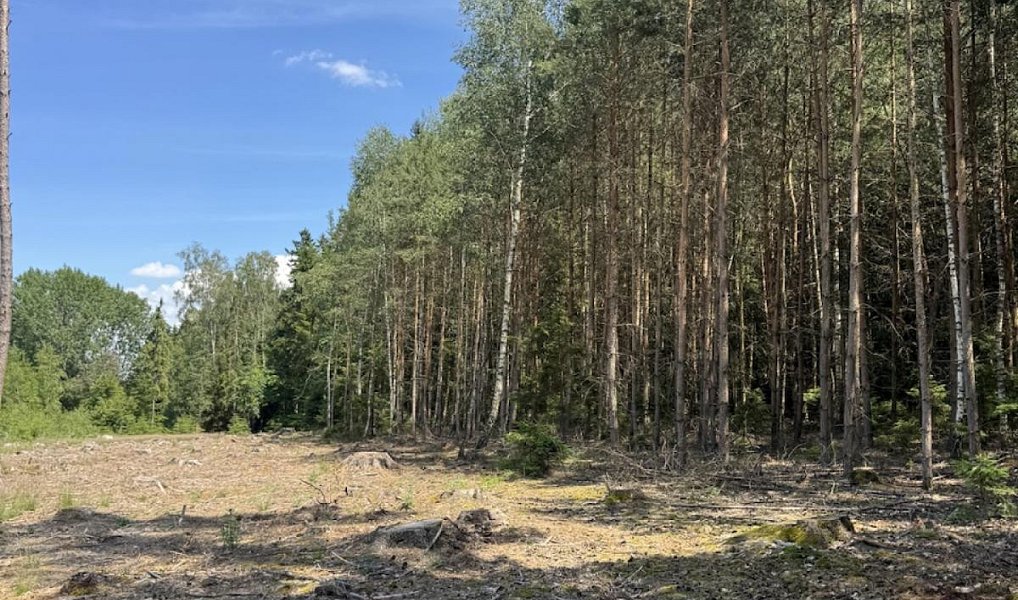 Prodej lesa 12 979 m², Druztová – náhled fotky 7