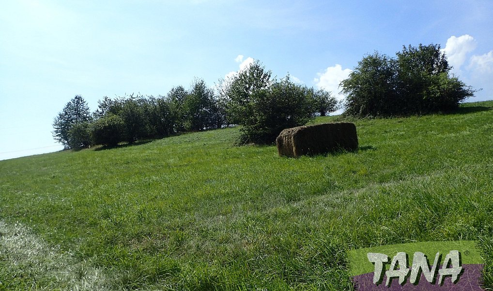 Prodej louky 49 051 m², Hodkovice nad Mohelkou – náhled fotky 8