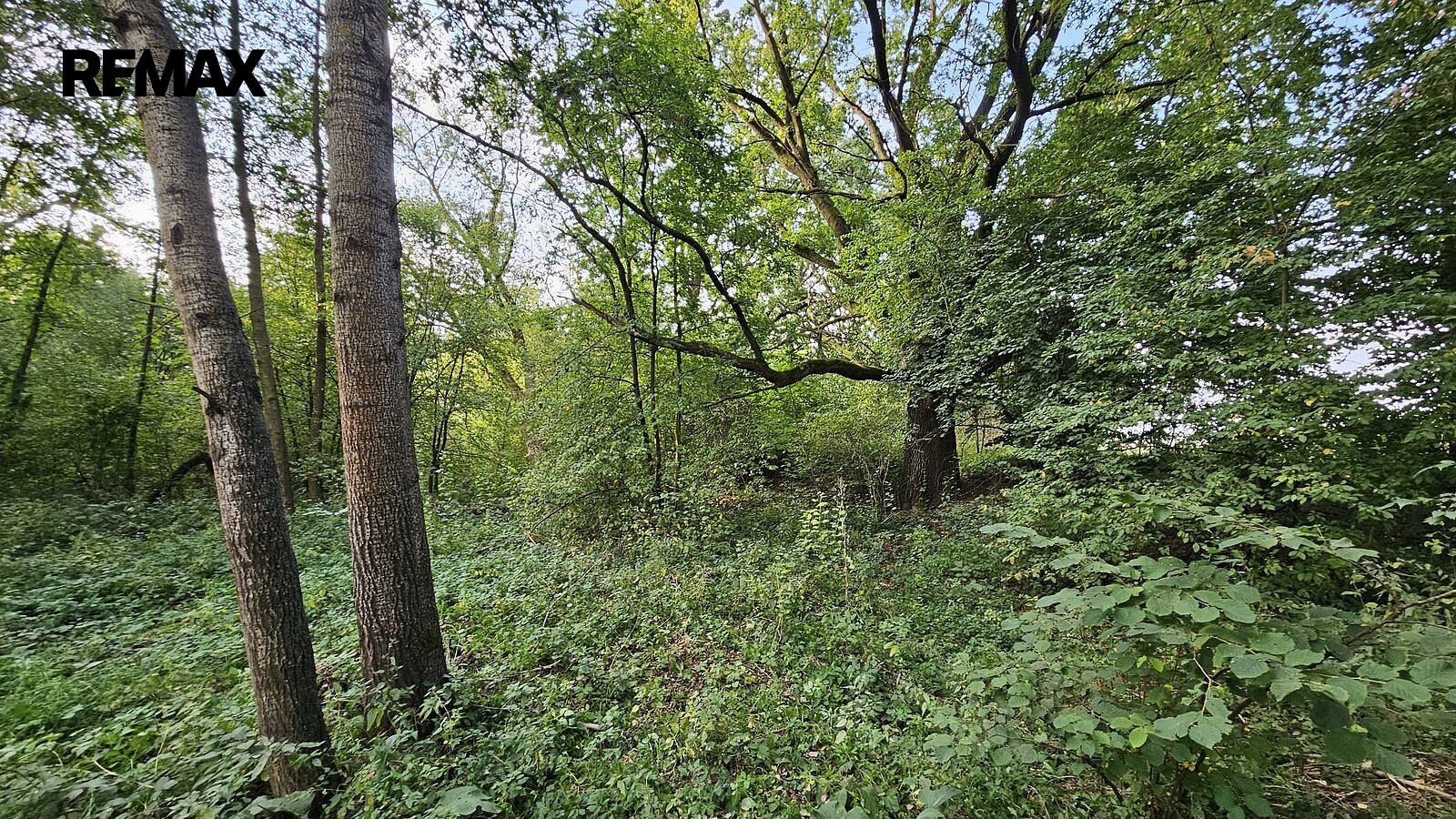 Prodej zahrady 2 997 m² – fotografie 3