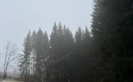 Prodej lesa 24 200 m², Františkov nad Ploučnicí, okres Děčín
