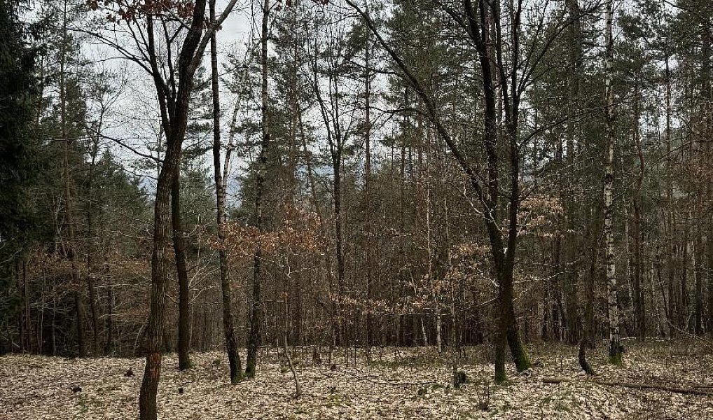 Prodej lesa 3 582 m², Líšný – náhled fotky 2