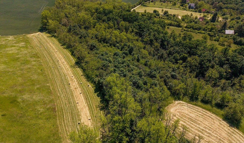 Prodej zahrady 8 724 m², Ivančice – náhled fotky 17