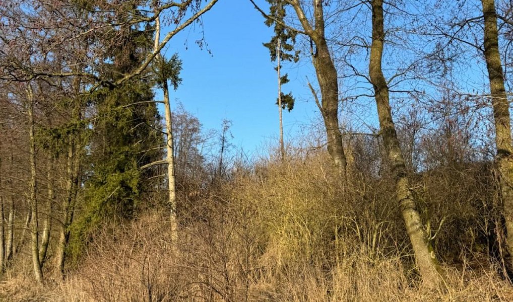 Prodej lesa 6 437 m², Chvalkovice – náhled fotky 3