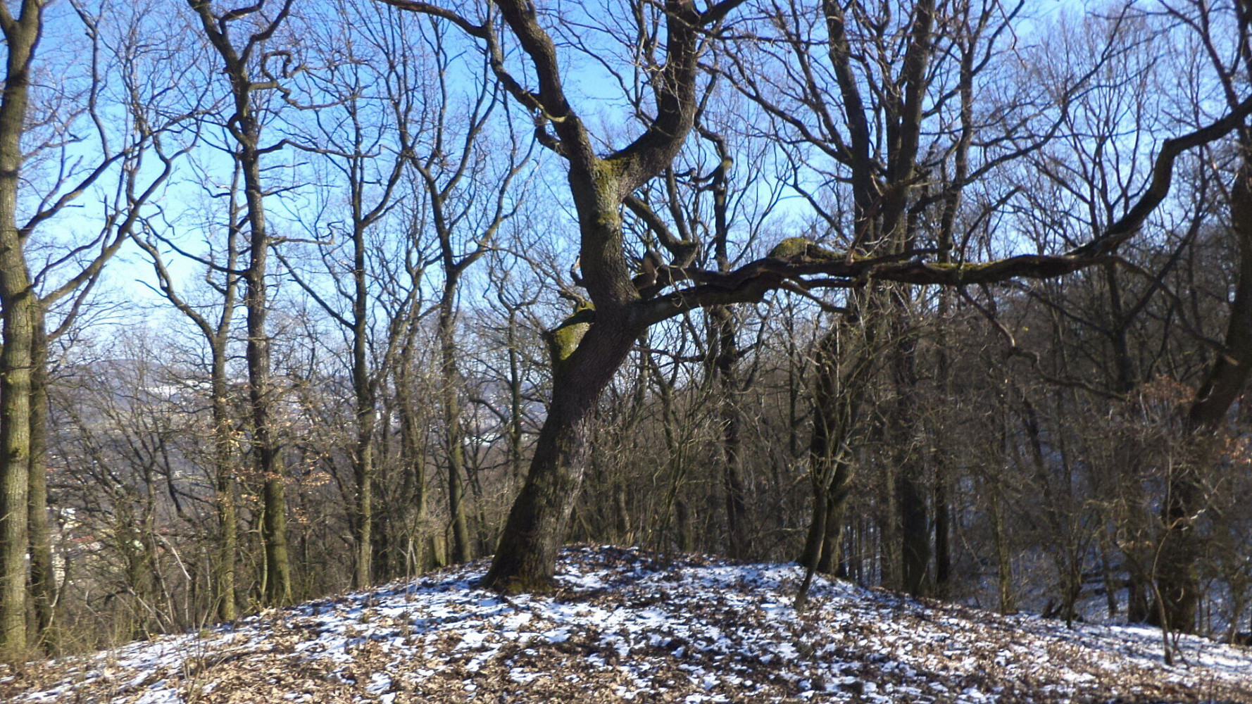 Prodej pozemku 7 064 m² – fotografie 2