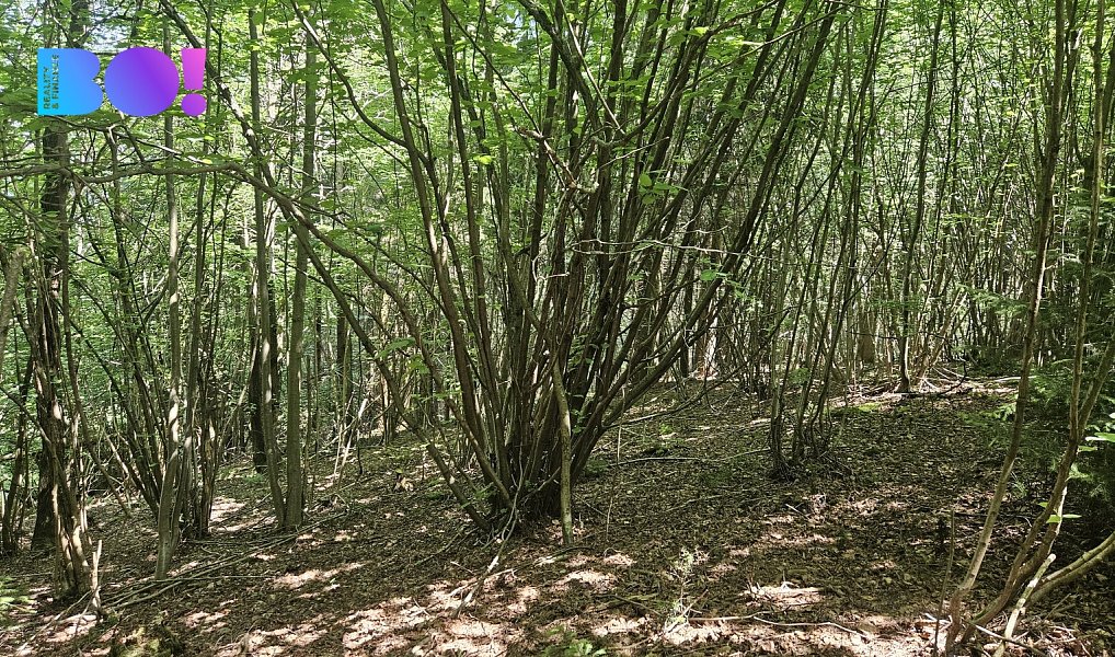 Prodej lesa 14 596 m², Valašská Polanka – náhled fotky 2