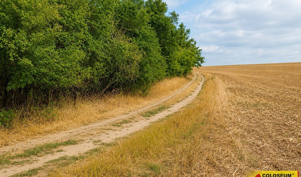 Prodej pole 8 295 m², Dyje – náhled fotky 3