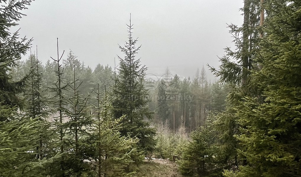 Prodej lesa 13 753 m², Úbislavice – náhled fotky 2
