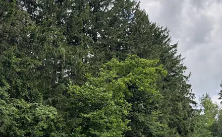 Prodej pozemku 19 364 m², Bílá - Vlkošov