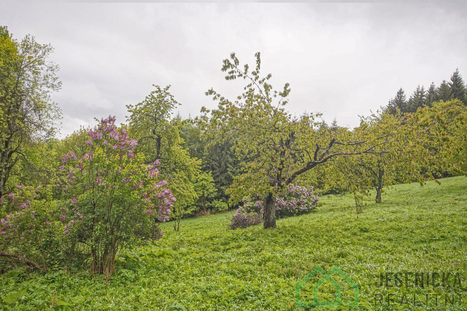 Prodej louky 2 772 m² – fotografie 3