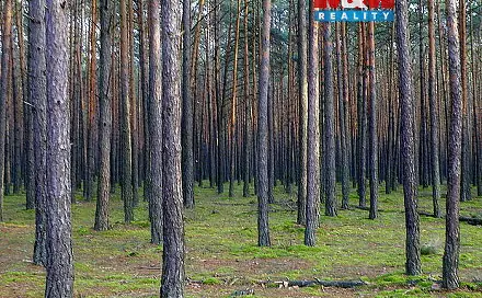 Prodej lesa 6 740 m², Kralovice, okres Plzeň-sever