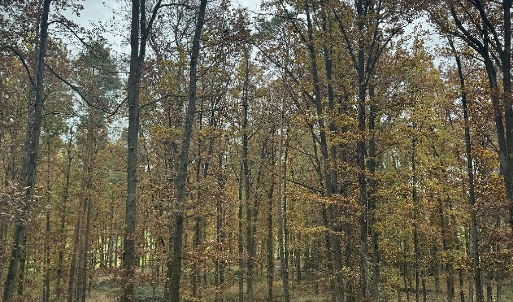 Prodej pozemku 43 384 m², Dolní Lukavice – náhled fotky 7
