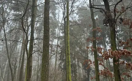 Prodej lesa 5 759 m², Hradiště - Nýřany