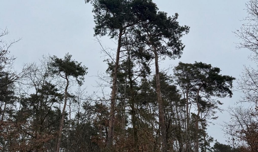 Prodej lesa 2 638 m², Černěves – náhled fotky 17