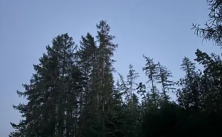 Prodej lesa 7 493 m², Proseč - Česká Bříza
